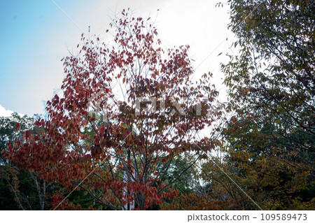 Kasuga Taisha Kasuga Taisha 109589473