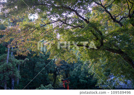 Kasuga Taisha Kasuga Taisha 109589496