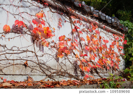 Autumn ivy on the white walls of Taizanji Temple in Kobe Autumn ivy on the white walls of Taizanji Temple in Kobe 109589698