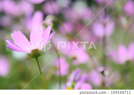 cosmos on the shore 109589711