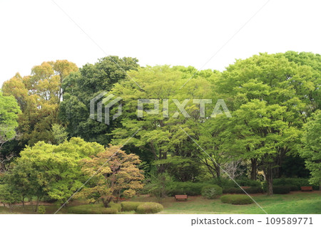 Fresh green 109589771