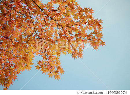 Close-up of Momiji dyed in red 109589974