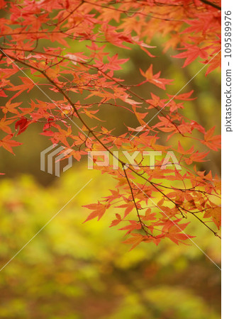 Bright autumn leaves 109589976