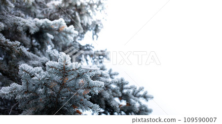 Blue spruce tree branches snow covered on white background. Selective focus. Copy space. 109590007