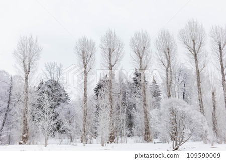 View to trees in park or forest with high poplars. Snowy trees as background or wallpapers. View to trees in park or forest with high poplars. Snowy trees as background or wallpapers. 109590009
