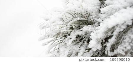 Snowy cedar tree branches on white background. Winter monochrome banner. Copy space. Close up. 109590010