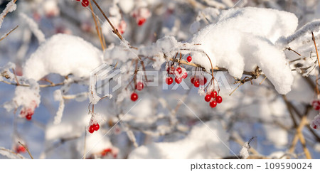 Snowy branches and red berries in forest or park. Winter image. Horizontal format. Selective focus. 109590024