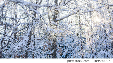 Bare tree branches covered by white fluffy snow and winter sun shining through them in frosty day. Bare tree branches covered by white fluffy snow and winter sun shining through them in frosty day. 109590026