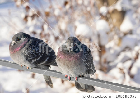 Two pigeons sitting on metal railing fence with snowy trees on background in frost sunny winter day. Two pigeons sitting on metal railing fence with snowy trees on background in frost sunny winter day. 109590053
