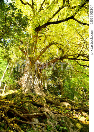 Nagaretani Hachiman Shrine (Big Ginkgo) [Kawachinagano City, Osaka Prefecture] 109590304