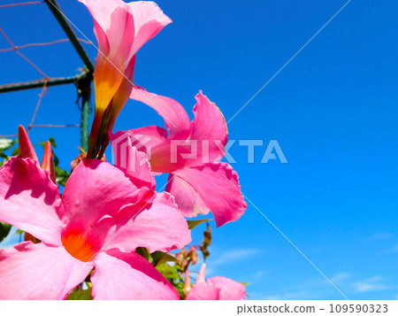 Pink flowers blooming against the blue summer sky Pink flowers blooming against the blue summer sky 109590323