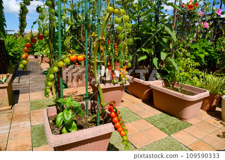 Planter vegetable garden on spacious roof balcony with abundant harvest of cherry tomatoes Planter vegetable garden on spacious roof balcony with abundant harvest of cherry tomatoes 109590333