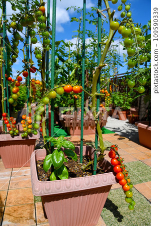 Bell-shaped cherry tomatoes grown in a planter against the blue sky Bell-shaped cherry tomatoes grown in a planter against the blue sky 109590339