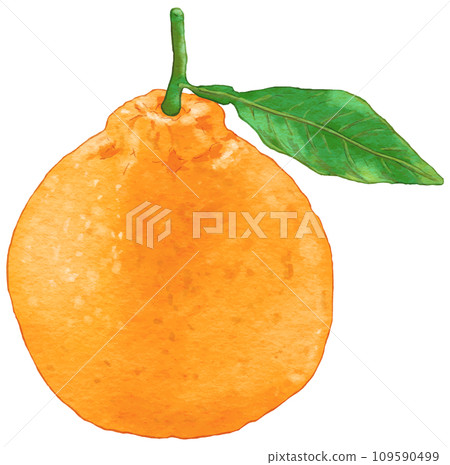 1 幅帶有樹葉的逼真 Dekopon 插圖 109590499