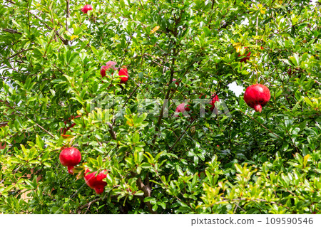 ripe pomegranate fruits on green tree in Kakheti 109590546