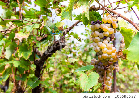 bunch of ripe green grapes close up in Kakheti 109590558