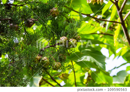 evergreen cypress shoots with cones in Kakheti 109590563