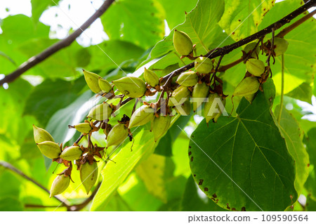 fruits of Paulownia tree in Kakheti, Georgia fruits of Paulownia tree in Kakheti, Georgia 109590564