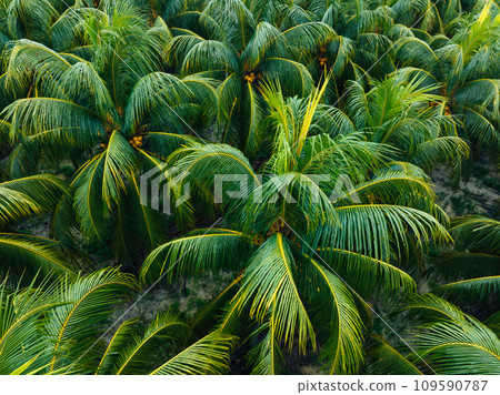 Aerial view of king coconut trees farm Aerial view of king coconut trees farm 109590787