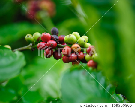 Coffee beans grow on tree 109590800