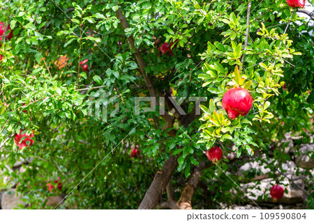red pomegranates on green tree in Kakheti, Georgia red pomegranates on green tree in Kakheti, Georgia 109590804