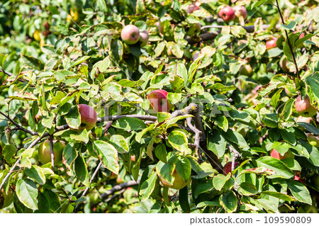 ripe pink apples among green leaves of apple tree 109590809
