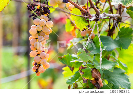 sunlit ripe pink grapes on close up in Kakheti sunlit ripe pink grapes on close up in Kakheti 109590821