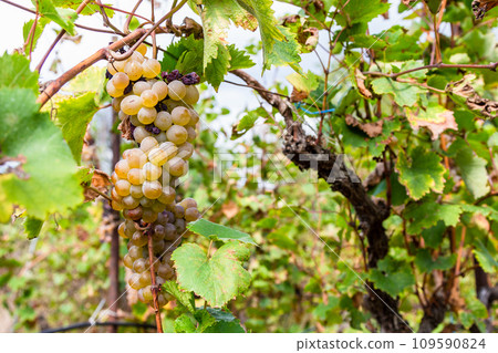 ripe green grapes closeup on vine in Kakheti ripe green grapes closeup on vine in Kakheti 109590824