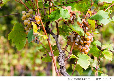 vine with ripe green grapes closeup in Kakheti 109590826