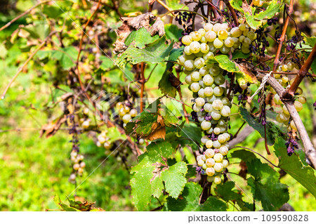 ripe green grapes close up in vineyard in Kakheti ripe green grapes close up in vineyard in Kakheti 109590828