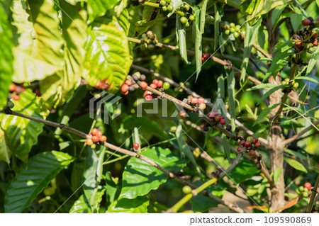 Coffee beans grow on tree 109590869