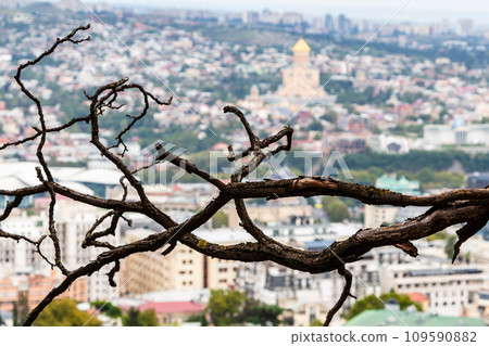 bare tree branch and above view of Tbilisi city bare tree branch and above view of Tbilisi city 109590882