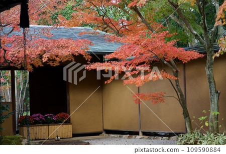 花園裡的紅楓 109590884