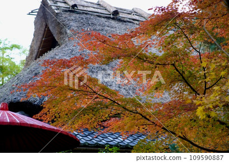 秋葉在庭院裡 秋葉在庭院裡 109590887