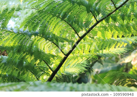 Large fern leaf Tropical fern leaf 109590948