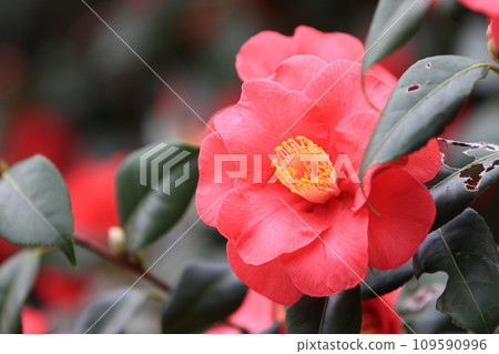 Camellia, camellia, camellia, red petals, one flower 109590996