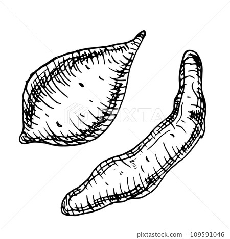 Set of sweet potatoes vector illustration isolated on white. Whole of batata ink outline hand drawn. Tuber potato black white graphic. For design menu, wrapping, ingredients of recipe, packaging 109591046