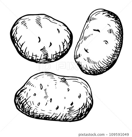 Tuber potato vector illustration isolated on white. Set of whole potatoes ink silhouette hand drawn. Root vegetables black white outline. For design menu, wrapping, ingredients of recipe, packaging 109591049