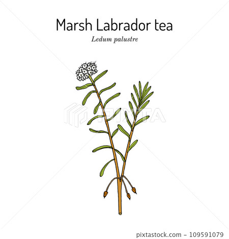 Wild Rosemary (Rhododendron tomentosum), or Marsh Labrador tea, northern Labrador tea Wild Rosemary (Rhododendron tomentosum), or Marsh Labrador tea, northern Labrador tea 109591079