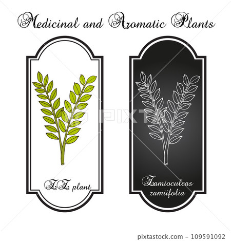 ZZ plant (Zamioculcas zamiifolia), ornamental house plant ZZ plant (Zamioculcas zamiifolia), ornamental house plant 109591092
