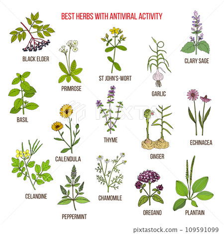 Best herbs with antiviral activity 109591099