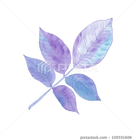 Hand drawn watercolor purple and blue walnut leaves isolated on white background. Can be used for card, label, banner and other printed products. Hand drawn watercolor purple and blue walnut leaves isolated on white background. Can be used for card, label, banner and other printed products. 109591606