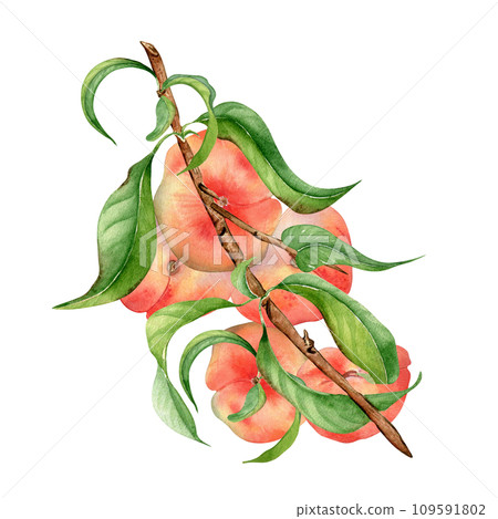 Branch flat peaches, green leaves watercolor illustration isolated on white. Painted chines peaches. Fruit tree, fruitage hand drawn. Design for package, poster, label jam, cosmetic, juice, oil 109591802