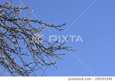 Damson Plum 109591946