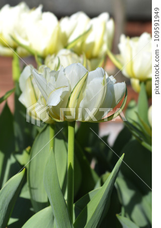 Tulip Exotic Emperor Tulip Exotic Emperor 109591949