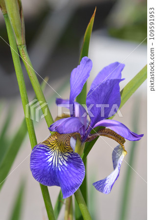 Dwarf iris 109591953