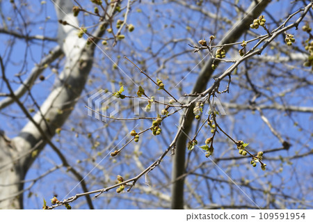 London plane 109591954