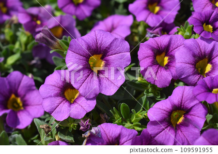 Calibrachoa Calipetite Blue 109591955