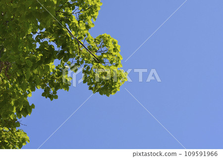 Small-leaved lime 109591966
