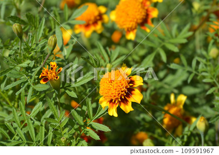 French marigold French marigold 109591967